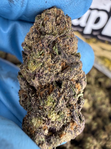 Gelato Runtz (oz to hp)