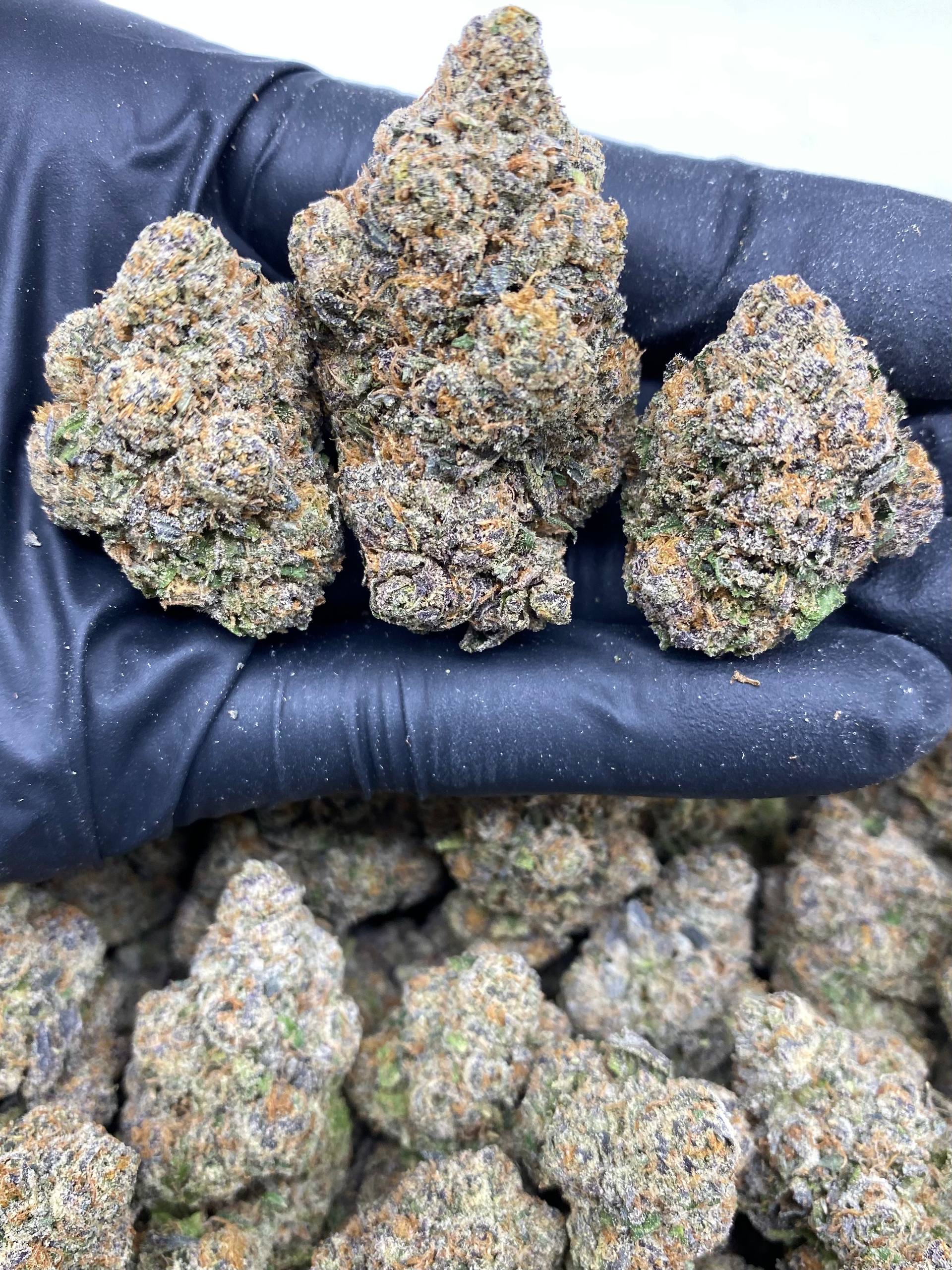 jet fuel gelato 1400