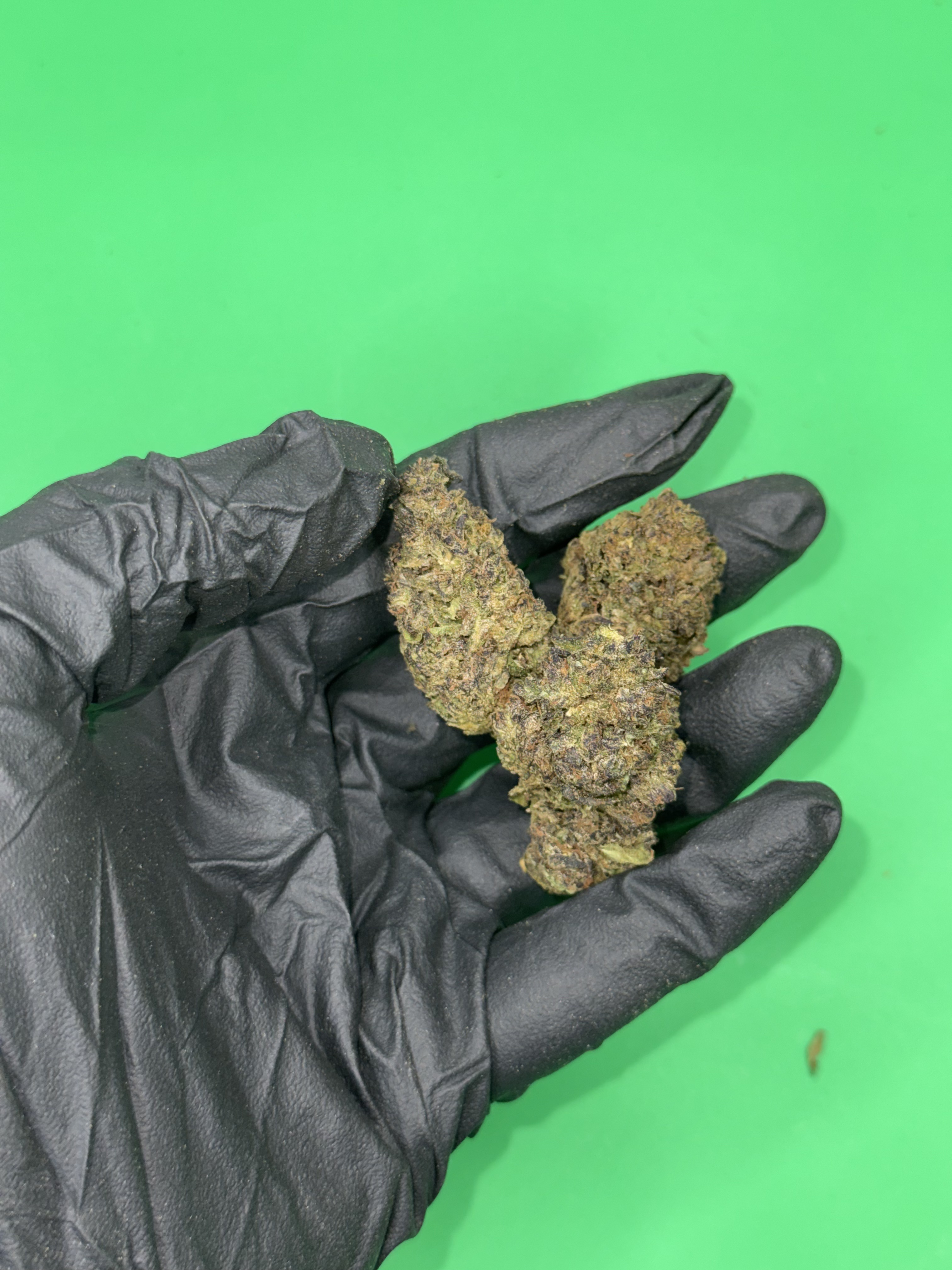 Purple venom - 300