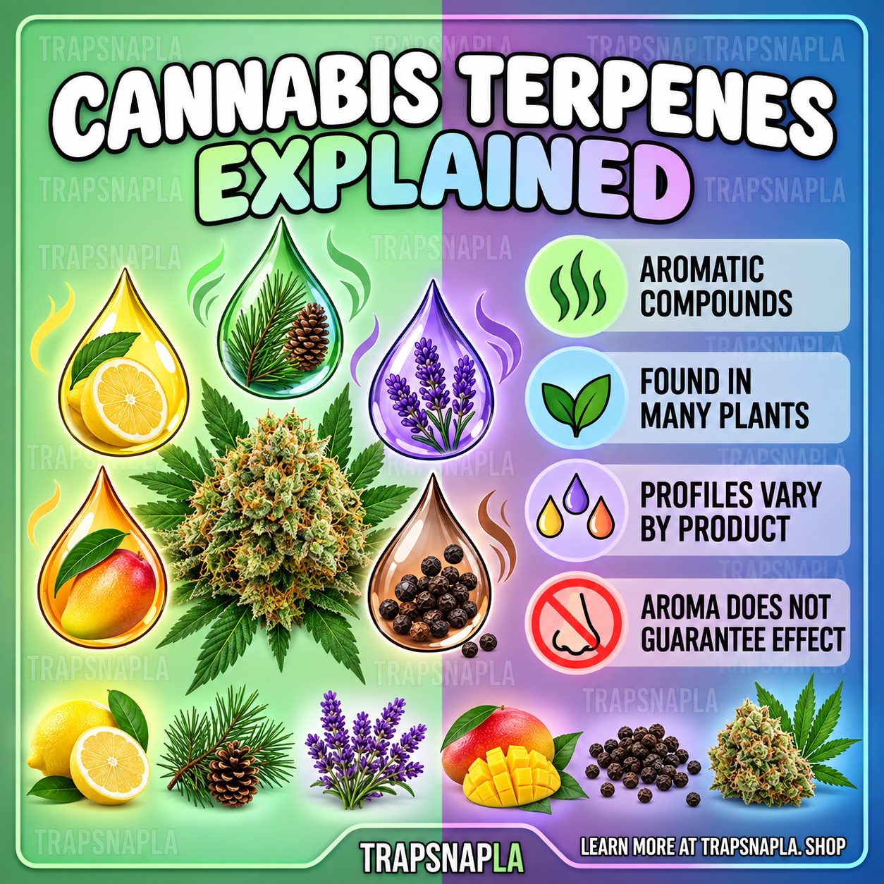 Cannabis terpenes educational guide