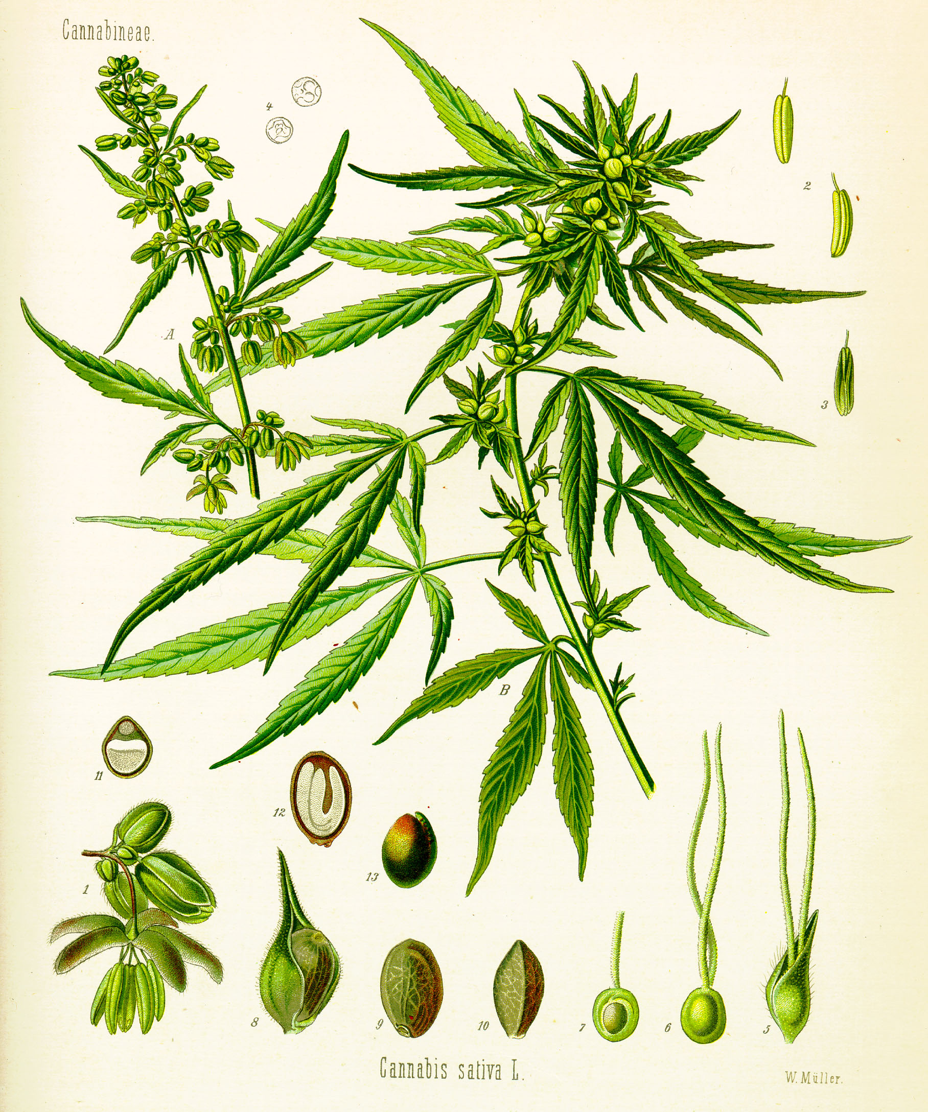Historical Cannabis sativa botanical plate. The lower numbered drawings include a seed (10), its cross-section (11), longitudinal section (12), and the seed without its coat (13). This is a botanical illustration, not a microscope photograph.