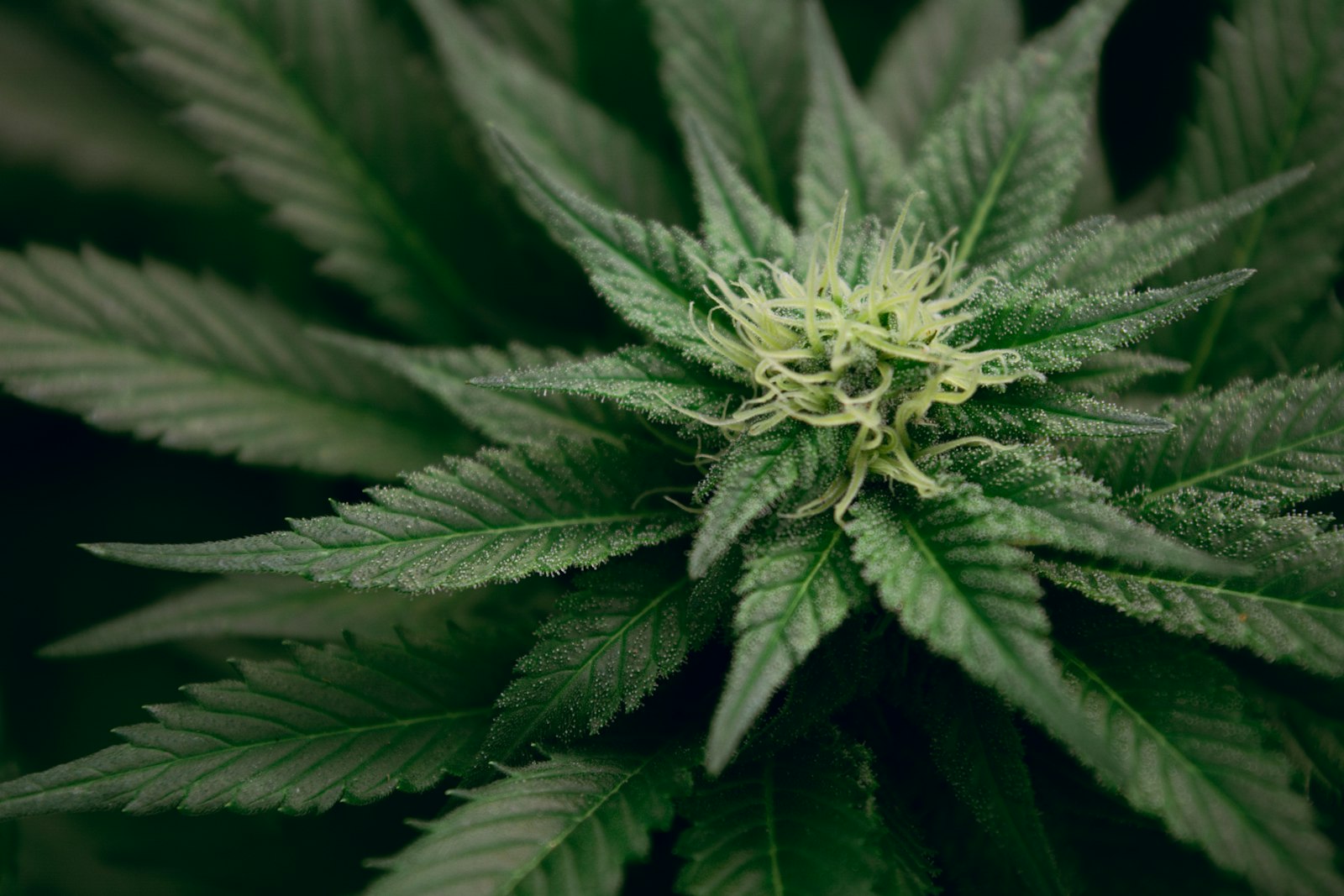 Cannabis flower surrounded by green serrated leaves