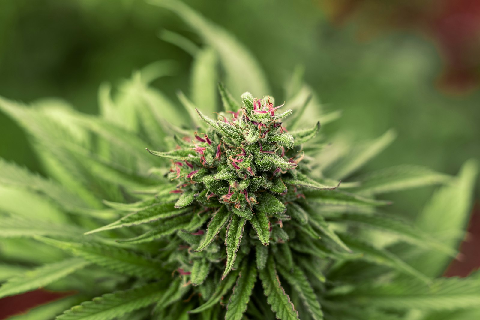 Thin reddish threads protruding from a cannabis flower