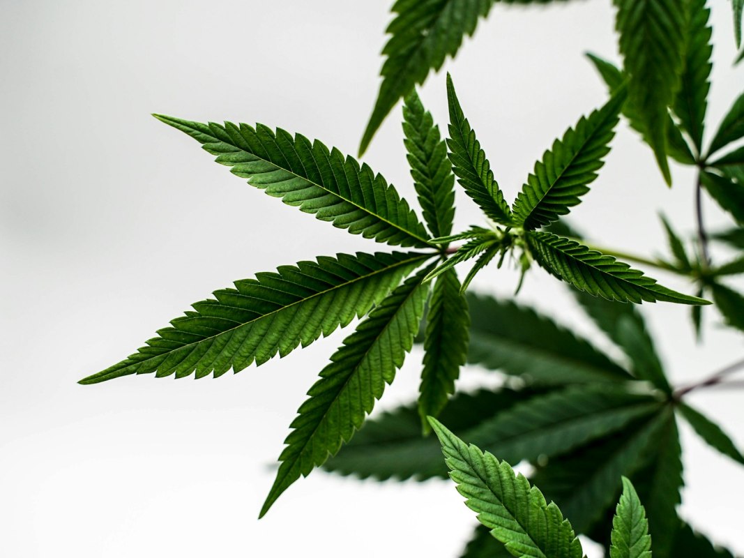 Cannabis leaves against a light background