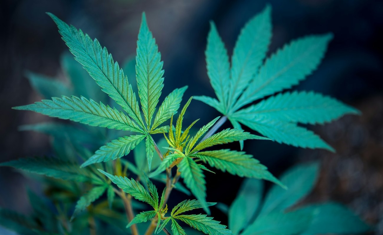 Cannabis leaves photographed against a dark background