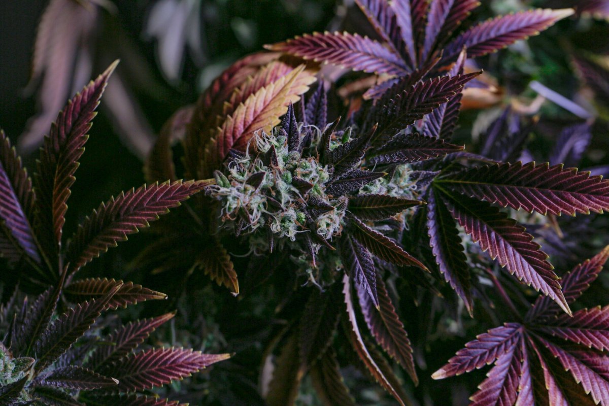 Close view of cannabis flowers and purple foliage