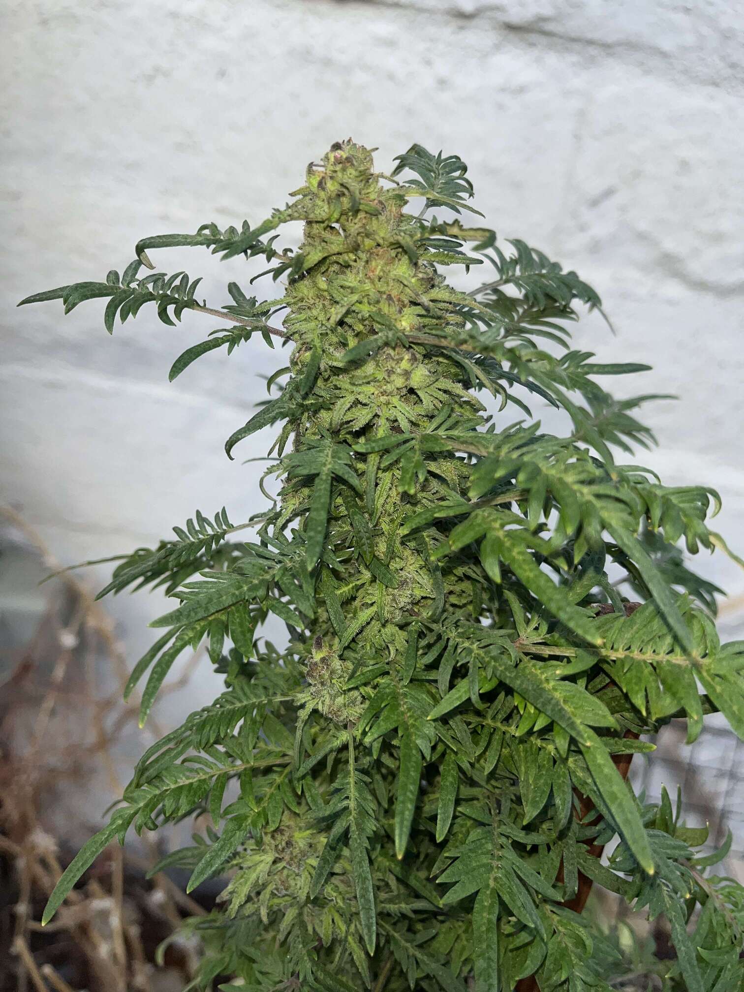 Freakshow cannabis flower with deeply divided, fern-like leaves