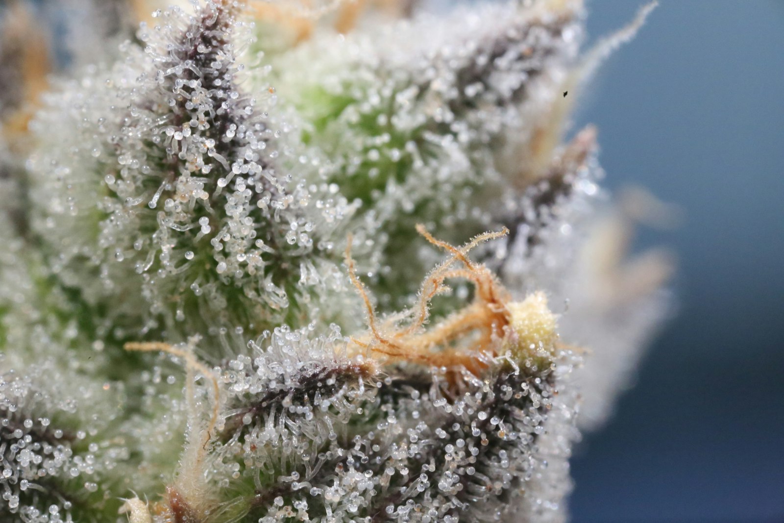 Tiny translucent round structures on a cannabis flower