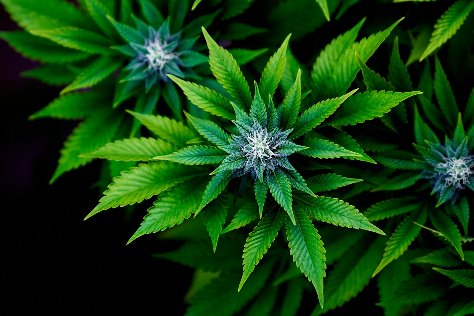 Several cannabis flowers and green serrated leaves