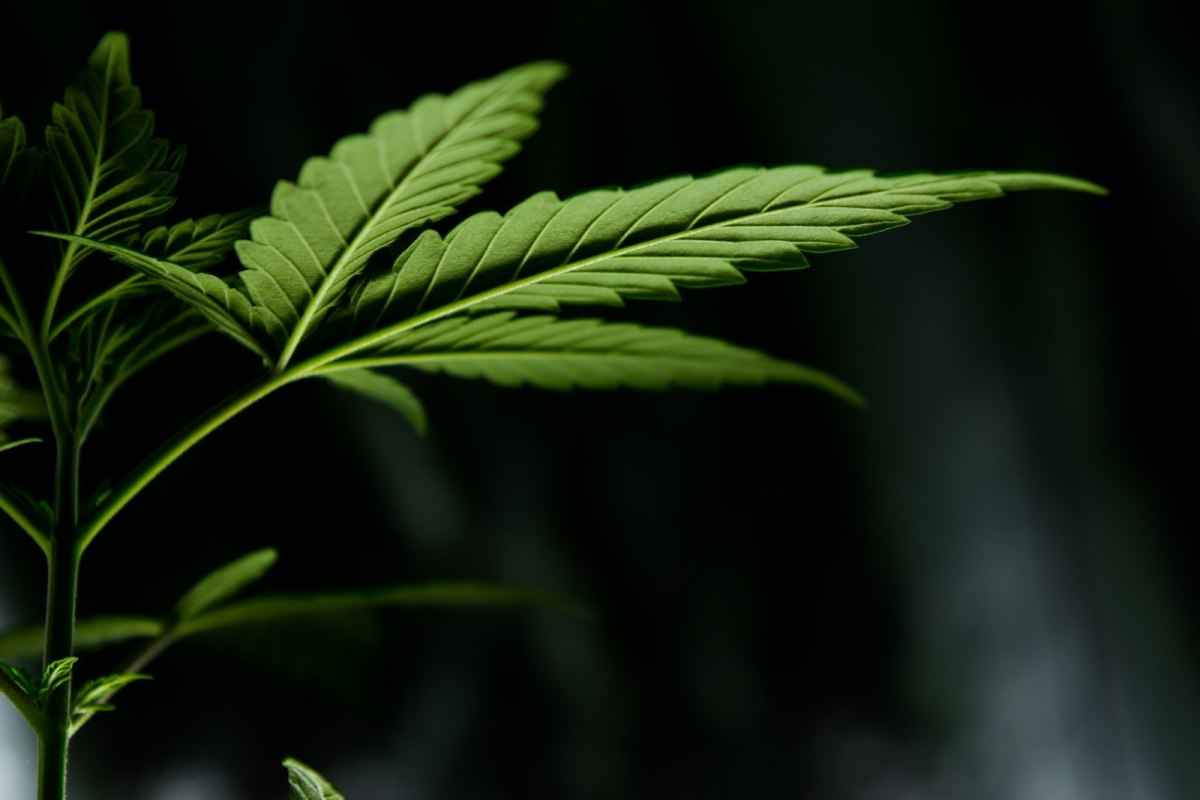 Side view of serrated cannabis leaves
