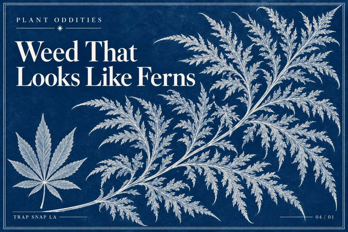 Editorial cyanotype-inspired illustration of fern-like foliage beside a stylized cannabis fan leaf, with the headline Weed That Looks Like Ferns.