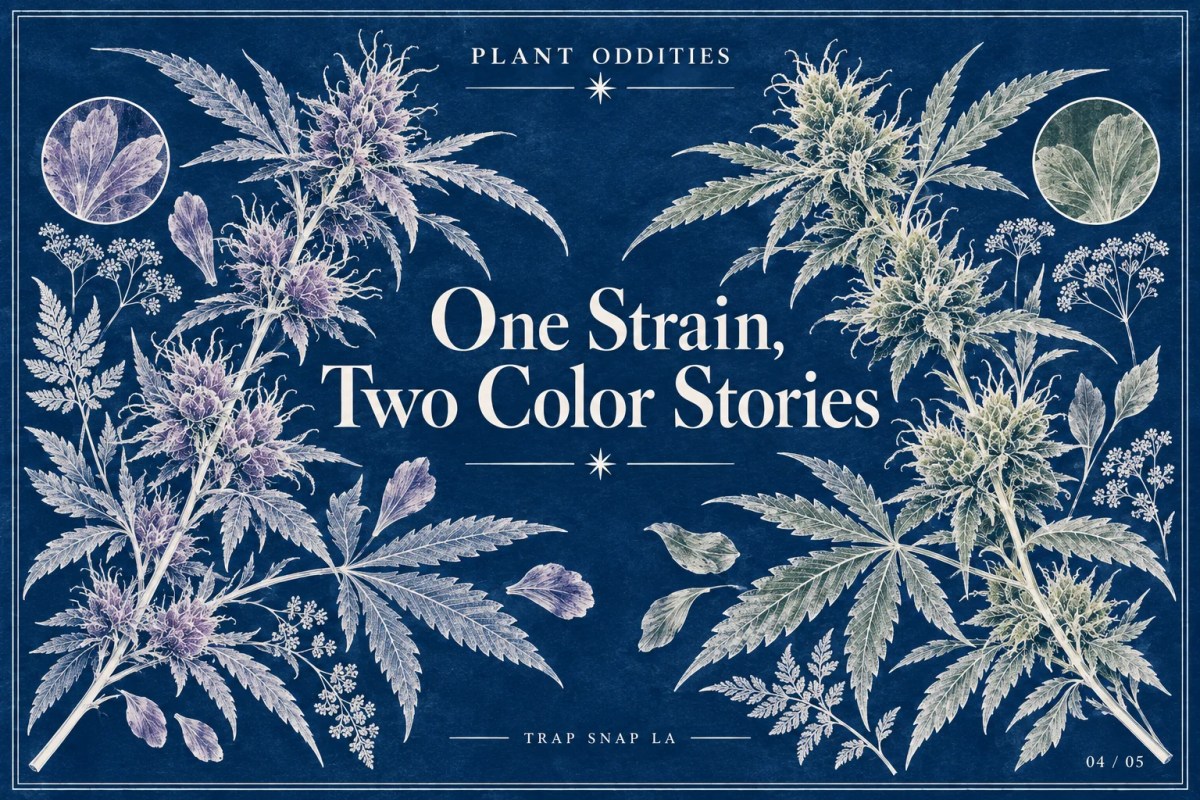 Cyanotype-inspired botanical art with two contrasting flower silhouettes and subtle lavender and sage accents, titled One Strain, Two Color Stories.
