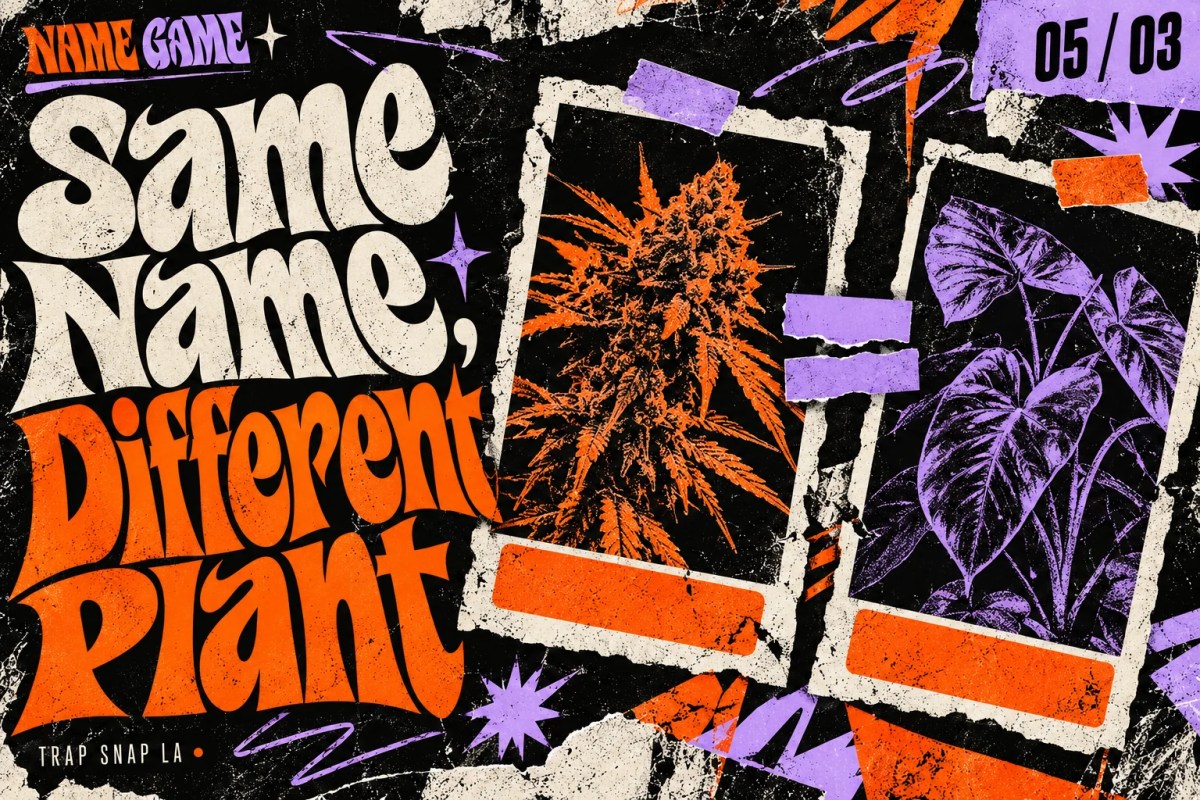Black, orange and lavender paper collage with two different botanical silhouettes bearing matching blank labels, titled Same Name, Different Plant.