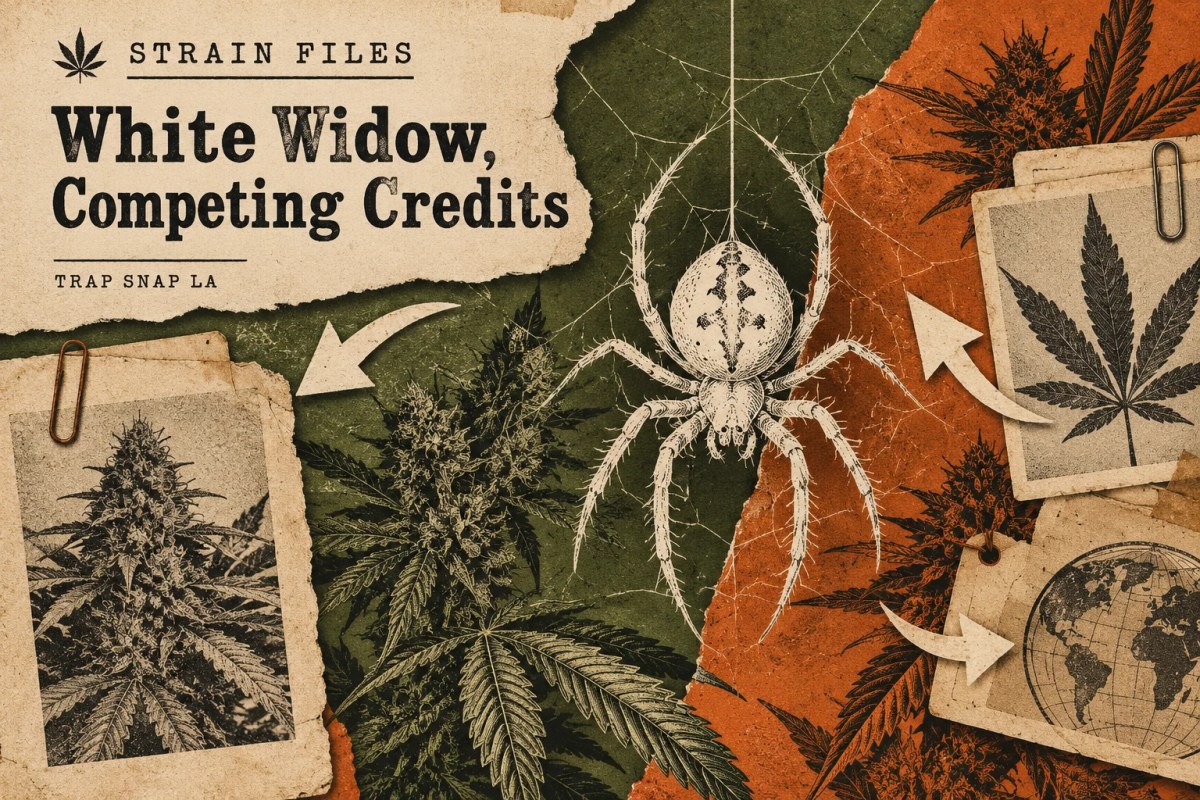 AI-generated editorial illustration: White spider motif suspended between contrasting archive-paper panels and botanical engraving.