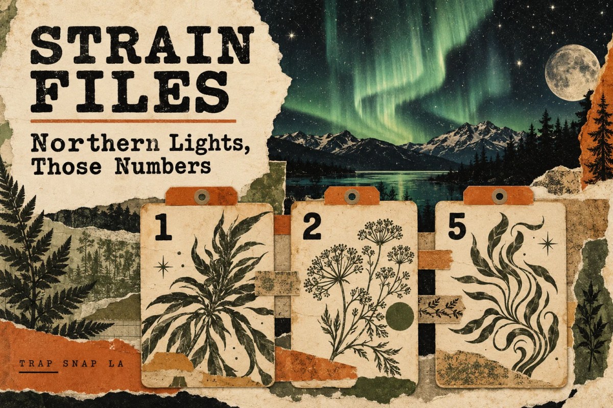AI-generated editorial illustration: Aurora-inspired archive collage above three botanical-pattern cards numbered 1, 2 and 5.